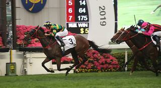 Karaka graduate Furore (NZ) (Pierro) became the seventh New Zealand-bred horse in the last 11 years to win the Hong Kong Derby. Photo: HKJC